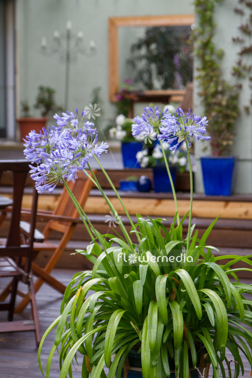 Agapanthus africanus - Blue african lily (109460)