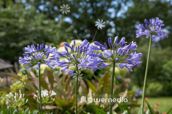 Agapanthus africanus - Blue african lily (109461)