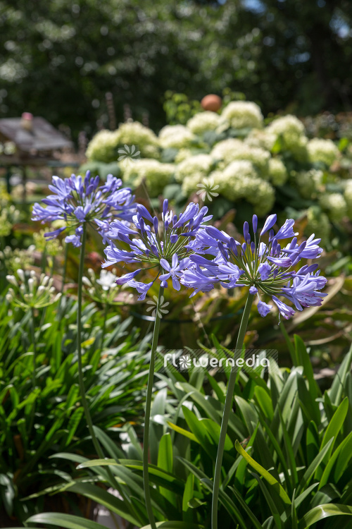 Agapanthus africanus - Blue african lily (109462)