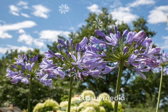Agapanthus africanus - Blue african lily (109463)