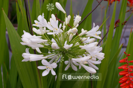 Agapanthus africanus 'Albus' - White african lily (100111)