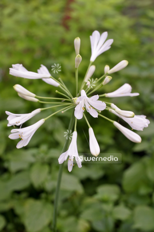 Agapanthus africanus 'Albus' - White african lily (100112)