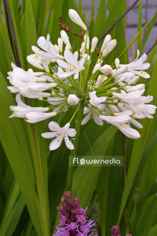 Agapanthus africanus 'Albus' - White african lily (100113)