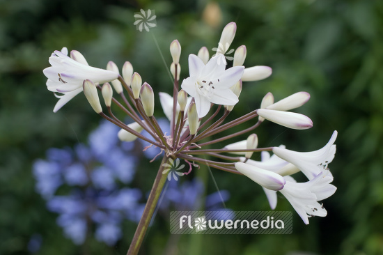 Agapanthus africanus 'Albus' - White african lily (100114)