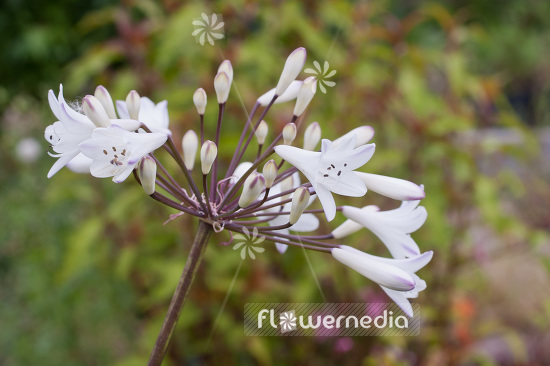 Agapanthus africanus 'Albus' - White african lily (102260)