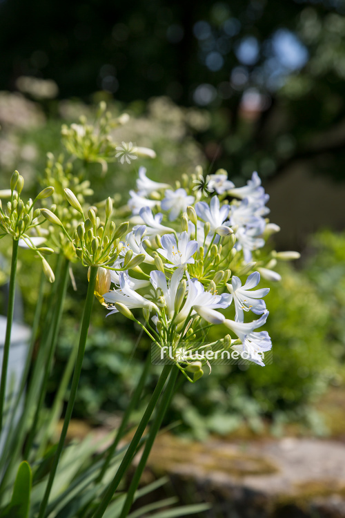 Agapanthus africanus 'Albus' - White african lily (109467)