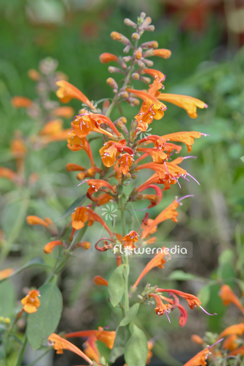 orange hummingbird mint
