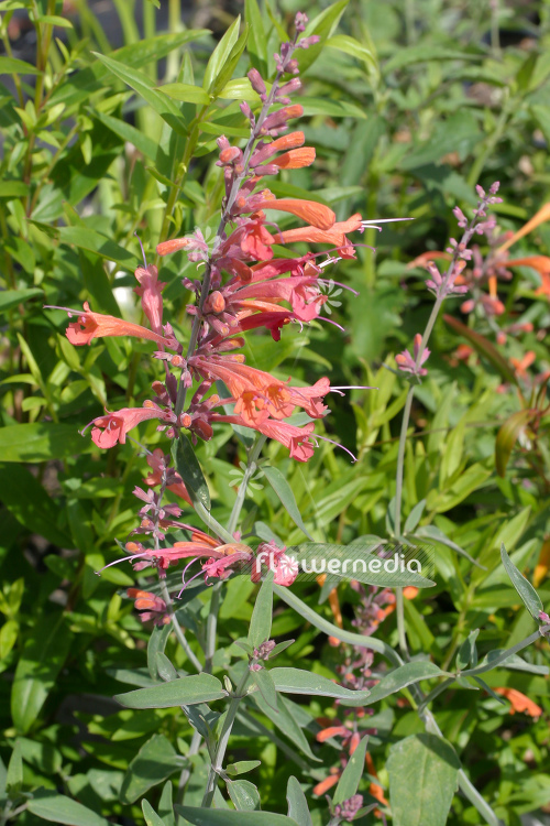 Agastache aurantiaca 'Apricote Sprite' - Orange hummingbird mint (106723)