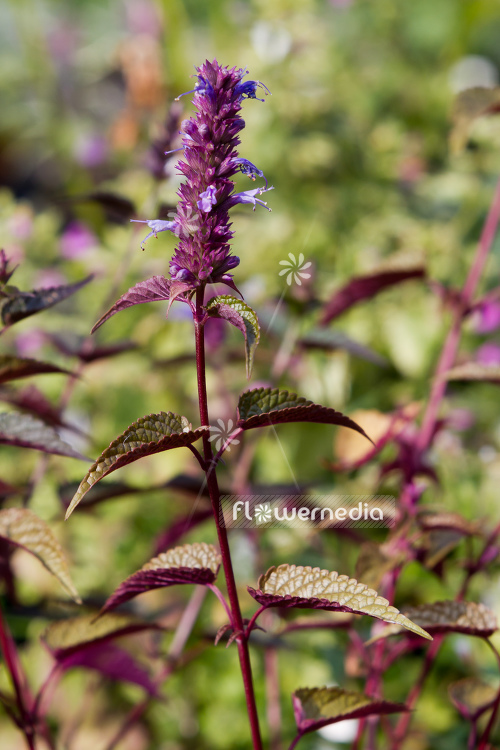 Agastache rugosa 'After Eight' - Wrinkled giant hyssop (106735)