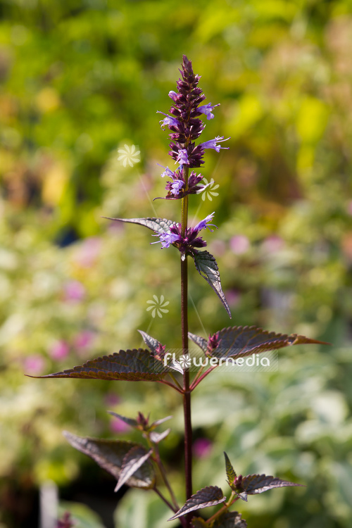 Agastache rugosa 'After Eight' - Wrinkled giant hyssop (106736)