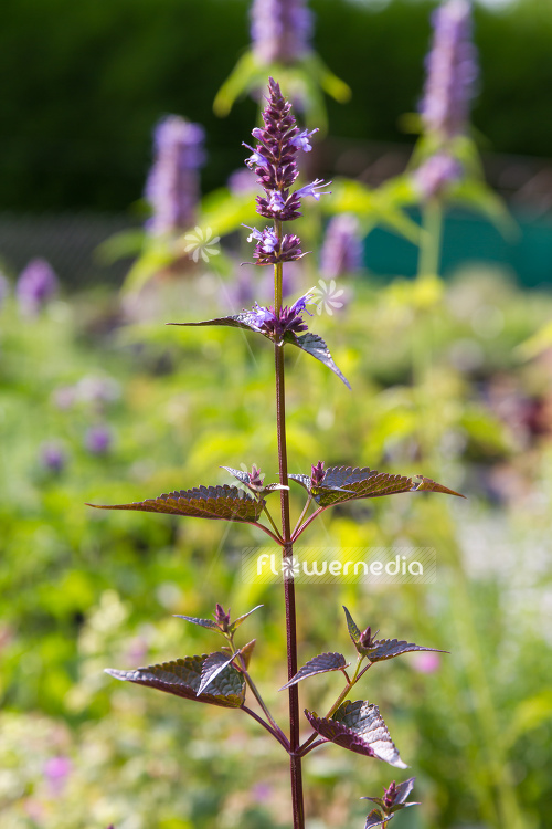 Agastache rugosa 'After Eight' - Wrinkled giant hyssop (106737)
