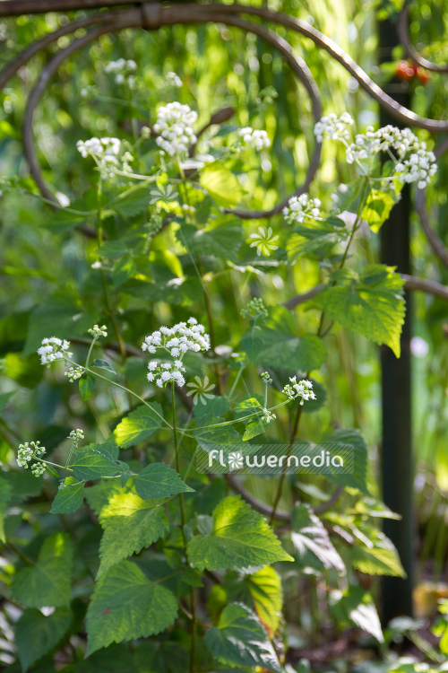 Ageratina altissima - White snakeroot (108792)