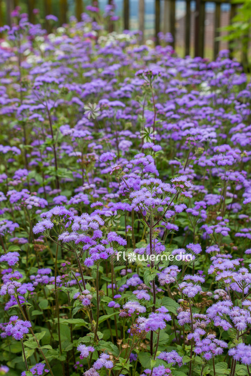 Ageratum houstonianum - Mexican paintbrush (108814)