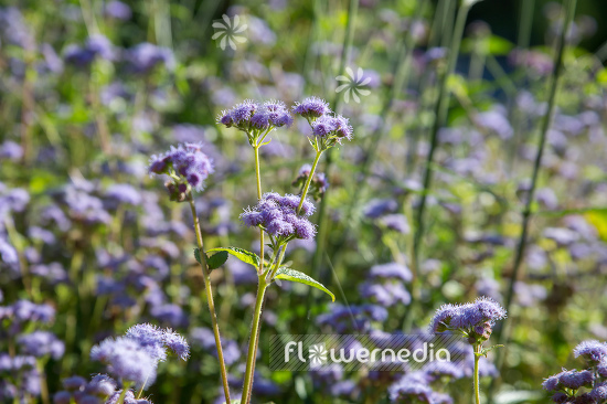 Ageratum houstonianum - Mexican paintbrush (108815)
