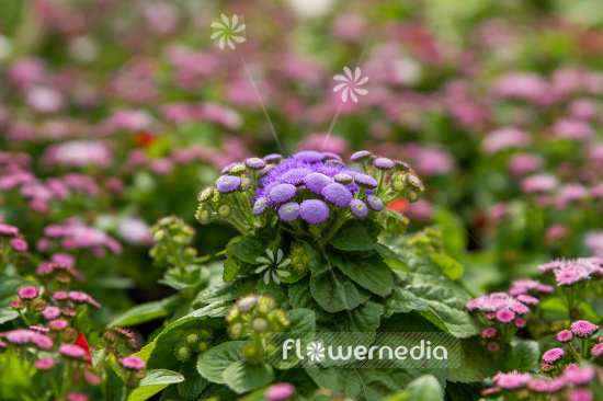 Ageratum houstonianum - Mexican paintbrush (109472)