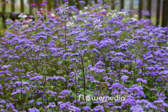 Ageratum houstonianum - Mexican paintbrush (109473)