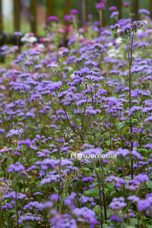 Ageratum houstonianum - Mexican paintbrush (109474)
