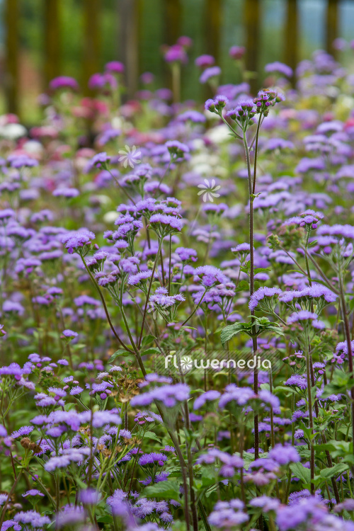 Ageratum houstonianum - Mexican paintbrush (109475)