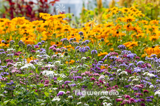 Ageratum houstonianum - Mexican paintbrush (111880)