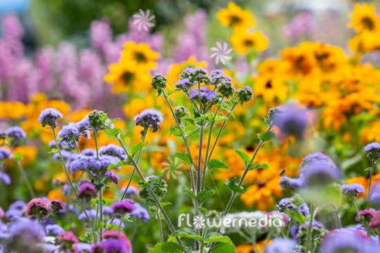 Ageratum houstonianum - Mexican paintbrush (111882)