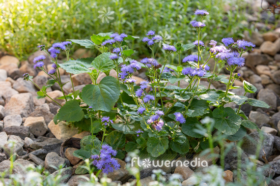 Ageratum houstonianum - Mexican paintbrush (111883)