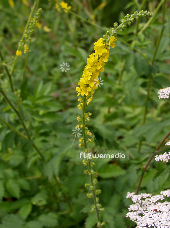 Agrimonia eupatoria - Agrimony (100126)