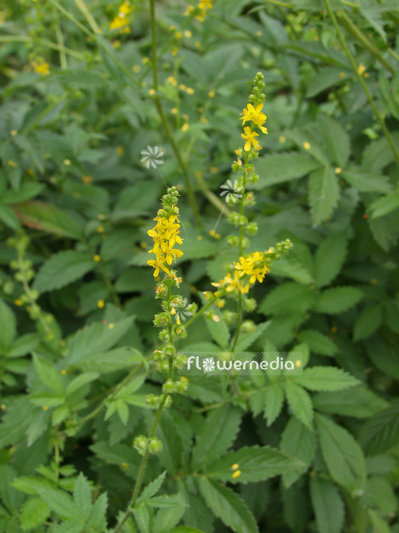 Agrimonia eupatoria - Agrimony (108435)