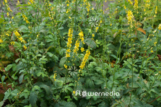 Agrimonia eupatoria - Agrimony (108821)