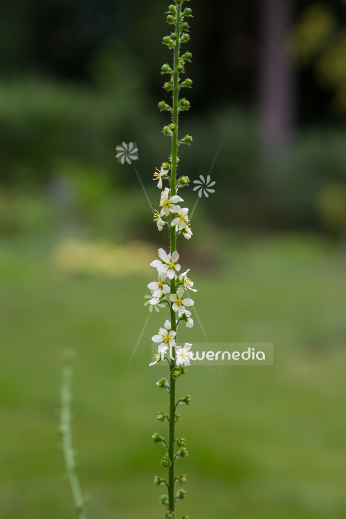 Agrimonia eupatoria var. alba - Agrimony (108822)