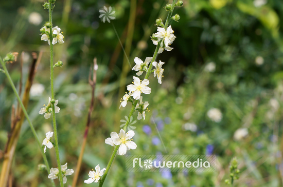 Agrimonia eupatoria var. alba - Agrimony (108823)