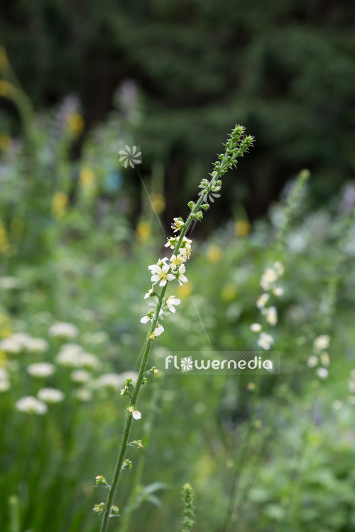 Agrimonia eupatoria var. alba - Agrimony (108824)