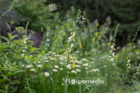 Agrimonia eupatoria var. alba - Agrimony (108825)