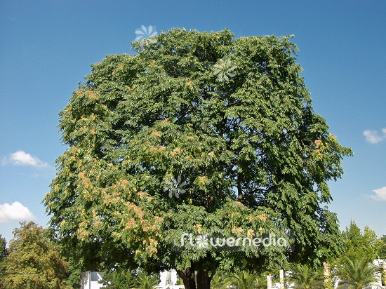 Ailanthus altissima - Tree of heaven (100129)