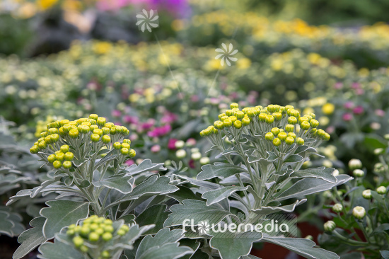 Ajania pacifica - Gold chrysanthemum (108840)
