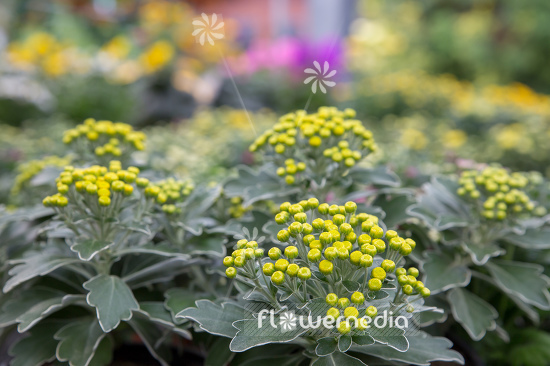 Ajania pacifica - Gold chrysanthemum (108841)
