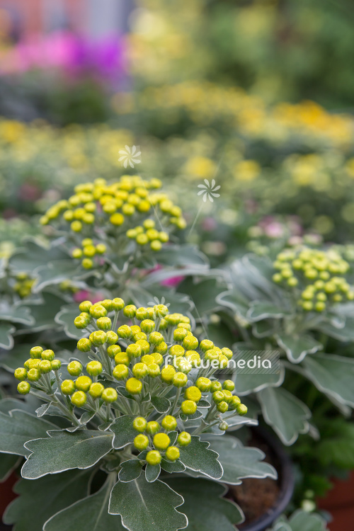 Ajania pacifica - Gold chrysanthemum (108842)