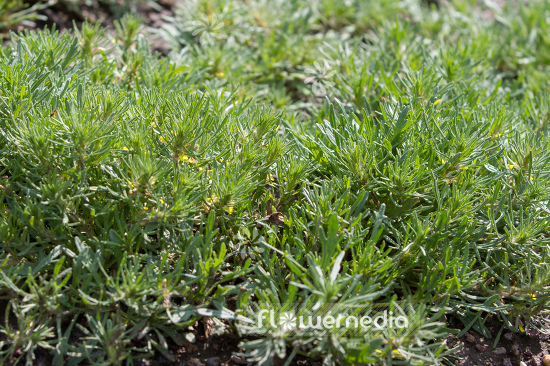 Ajuga chamaepitys - Field cypress (108850)