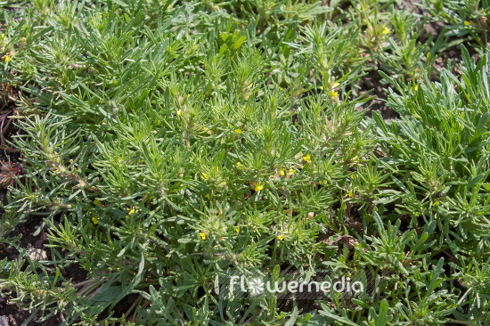 Ajuga chamaepitys - Field cypress (108851)