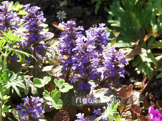 Ajuga reptans 'Atropurpurea' - Dark purple bugle (100134)