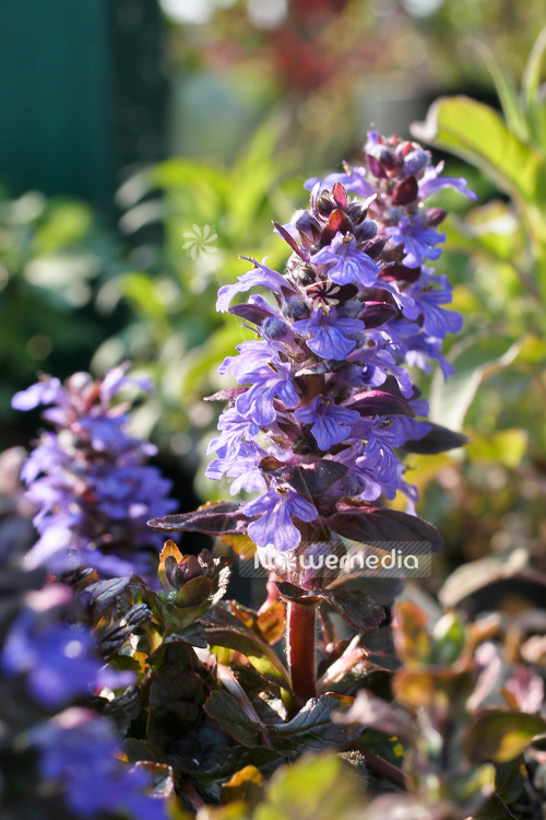 Ajuga reptans 'Atropurpurea' - Dark purple bugle (102287)