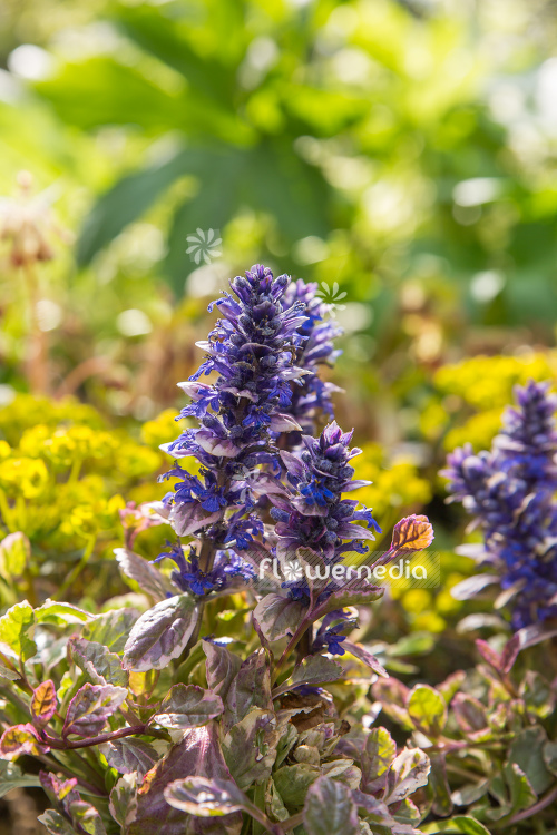 Ajuga reptans 'Burgundy Glow' - Bugle (108870)