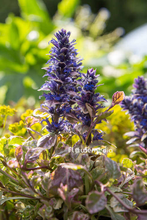 Ajuga reptans 'Burgundy Glow' - Bugle (108871)