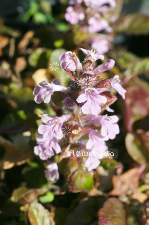Ajuga reptans 'Rosea' - Pink-flowered bugle (100137)