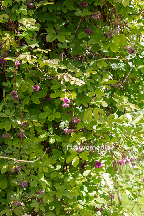 Akebia quinata - Chocolate vine (108878)