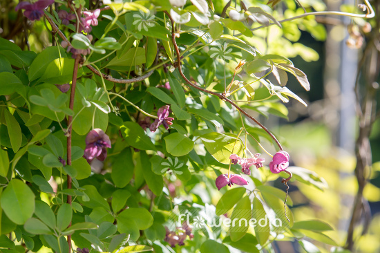 Akebia quinata - Chocolate vine (108879)