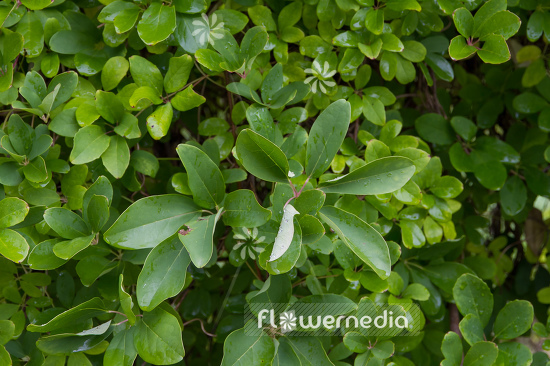Akebia quinata - Chocolate vine (108880)