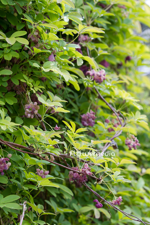 Akebia quinata - Chocolate vine (109659)