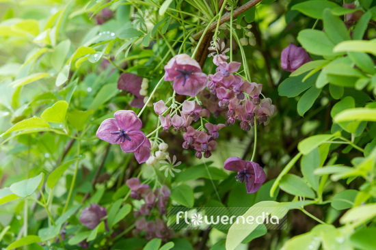 Akebia quinata - Chocolate vine (109660)