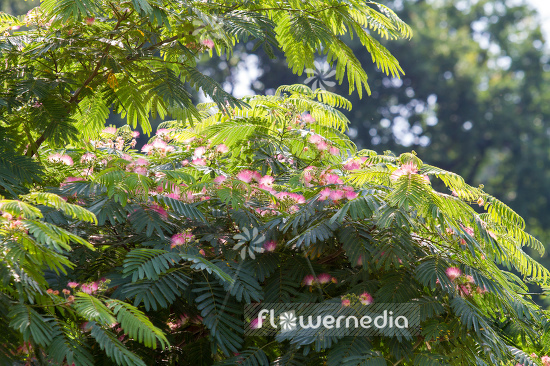 Albizia julibrissin f. rosea - Persian silk tree (109483)