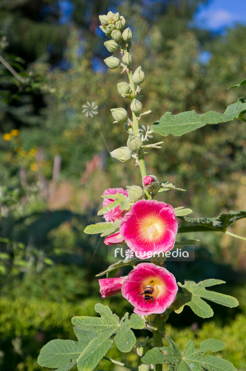Alcea ficifolia - Figleaf hollyhock | Cultivar (108892)